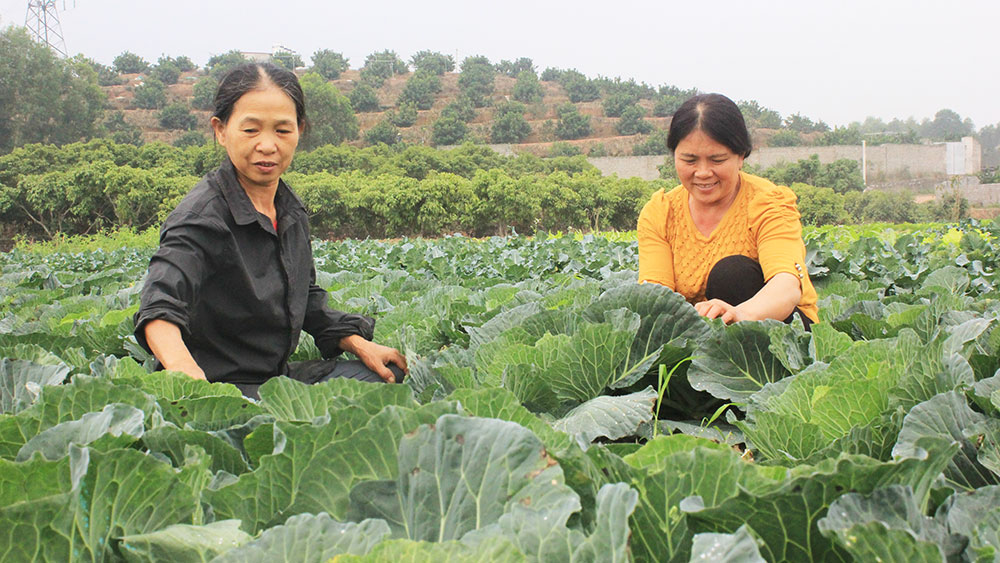 Thoát nghèo nhờ liên kết sản xuất rau an toàn